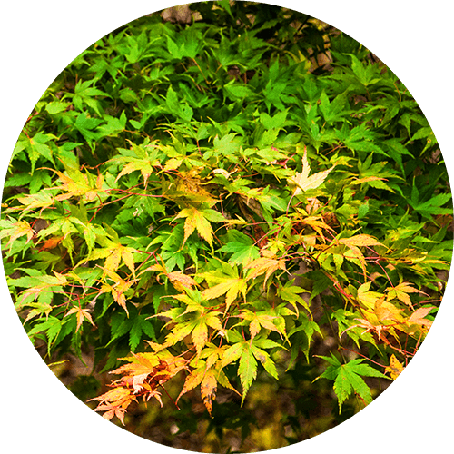 Japan, born4travel.de