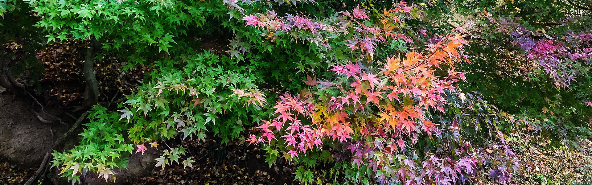 koyo,autumn leaves,Japan, born4travel.de koyo,autumn leaves,Japan, born4travel.de