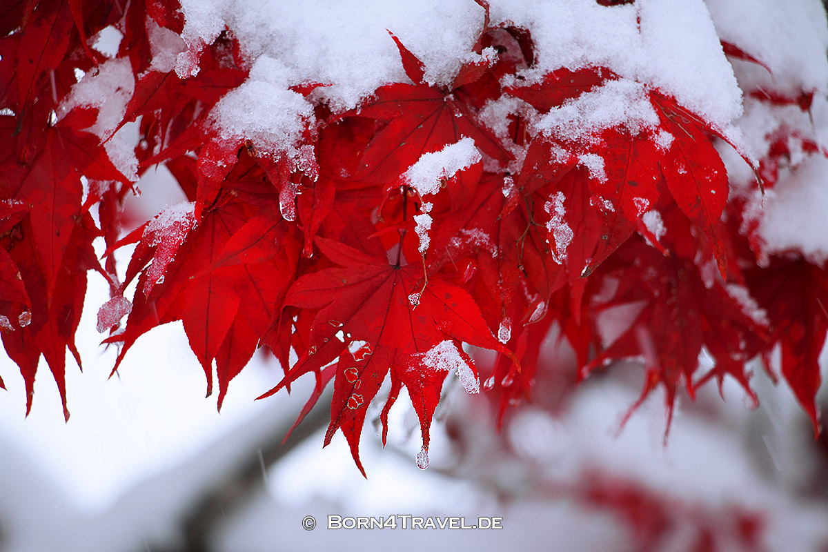 snow, winter in kawaguchiko,born4travel.de