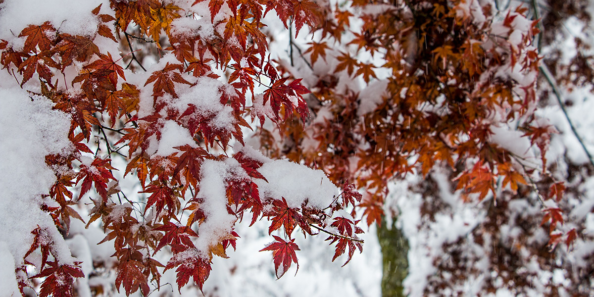 snow, winter in kawaguchiko,born4travel.de