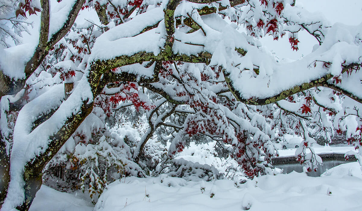snow, winter in kawaguchiko,born4travel.de