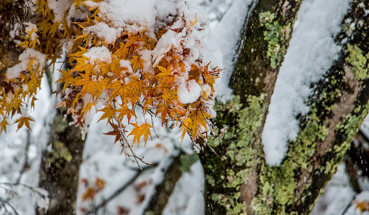 snow, winter in kawaguchiko,born4travel.de