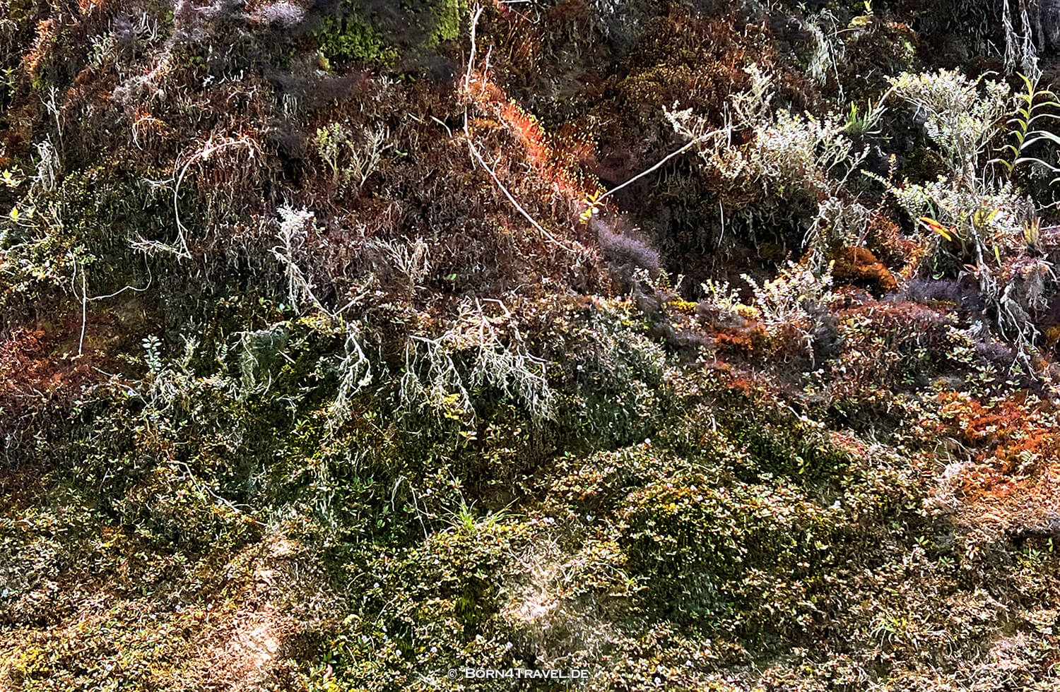 Purace NP, von San Agustín nach Popayan,Kolumbien,born4travel.de