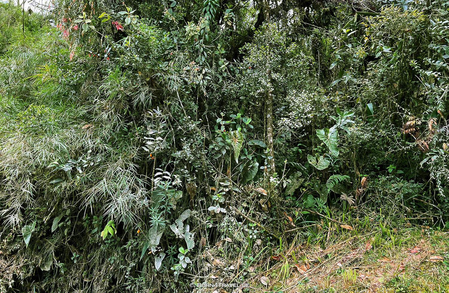 Purace NP, von San Agustín nach Popayan,Kolumbien,born4travel.de