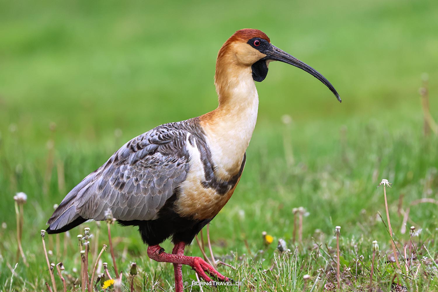 Brillen-Ibisse,Argentinien,Patagonien,born4travel.de