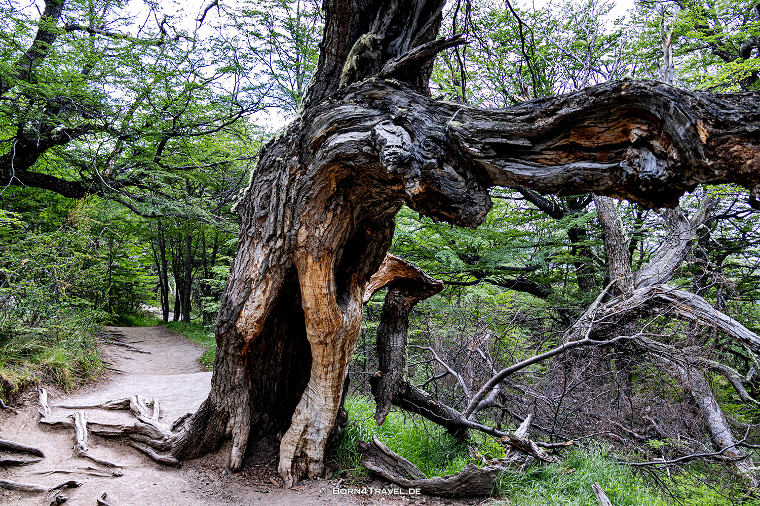 El Chaltén:Wanderung Sendero Torro | Fitz Roy,Argentinien,Patagonien,born4travel.de