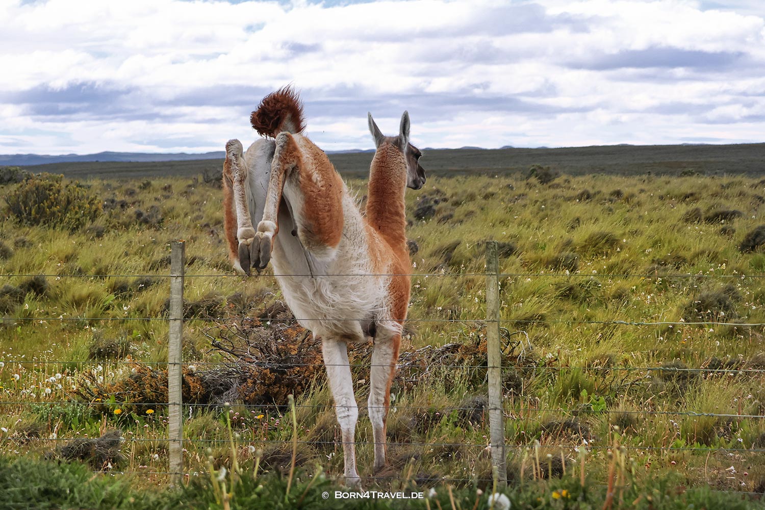 Auf dem Weg nach Porvenir,Región de Magallanes y de la Antártica Chilena,born4travel.de
