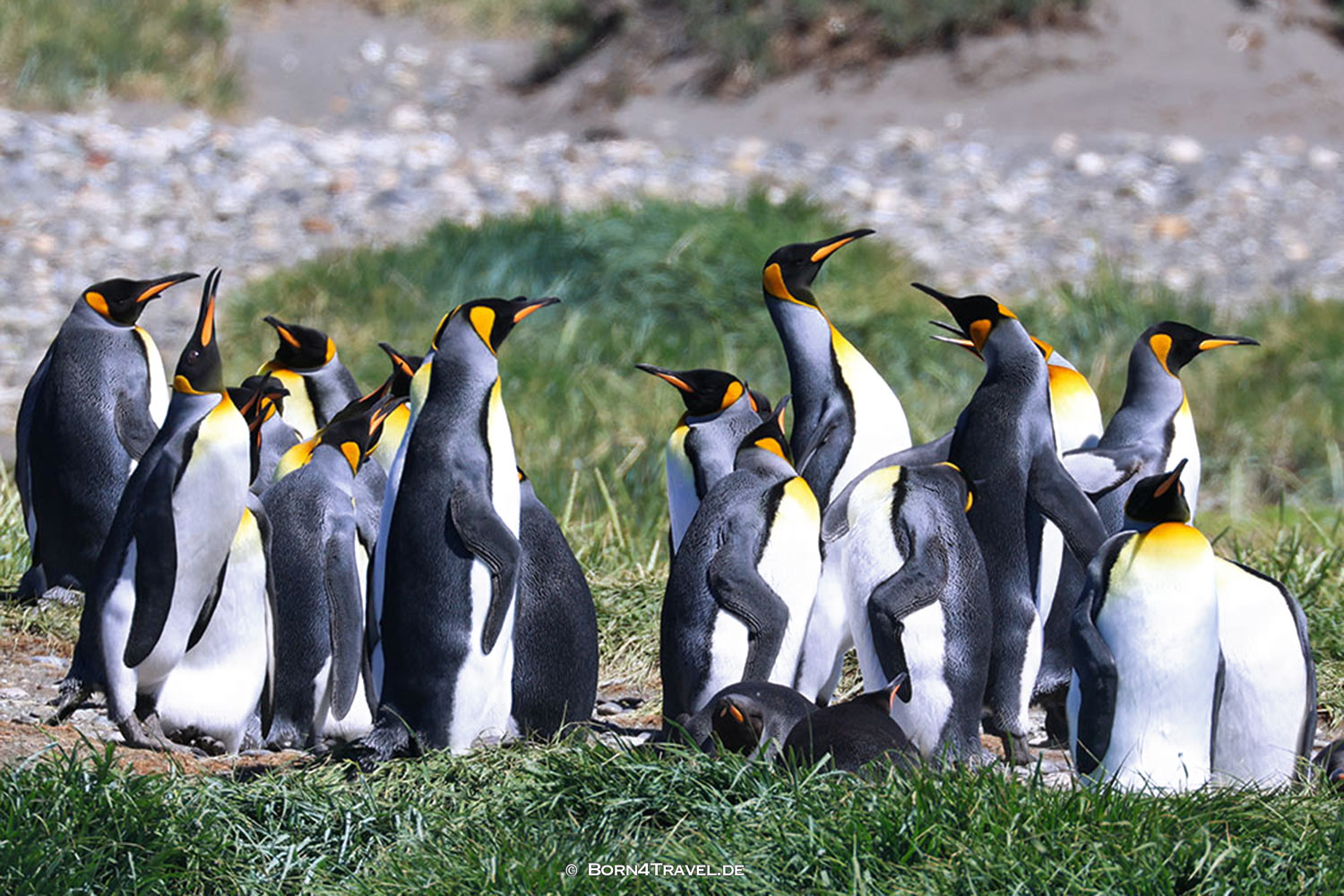 Reserva Naturale Pingüino Rey,Porvenir,Región de Magallanes y de la Antártica Chilena,born4travel.de