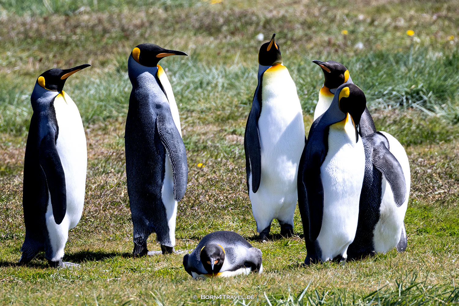 Reserva Naturale Pingüino Rey,Porvenir,Región de Magallanes y de la Antártica Chilena,born4travel.de