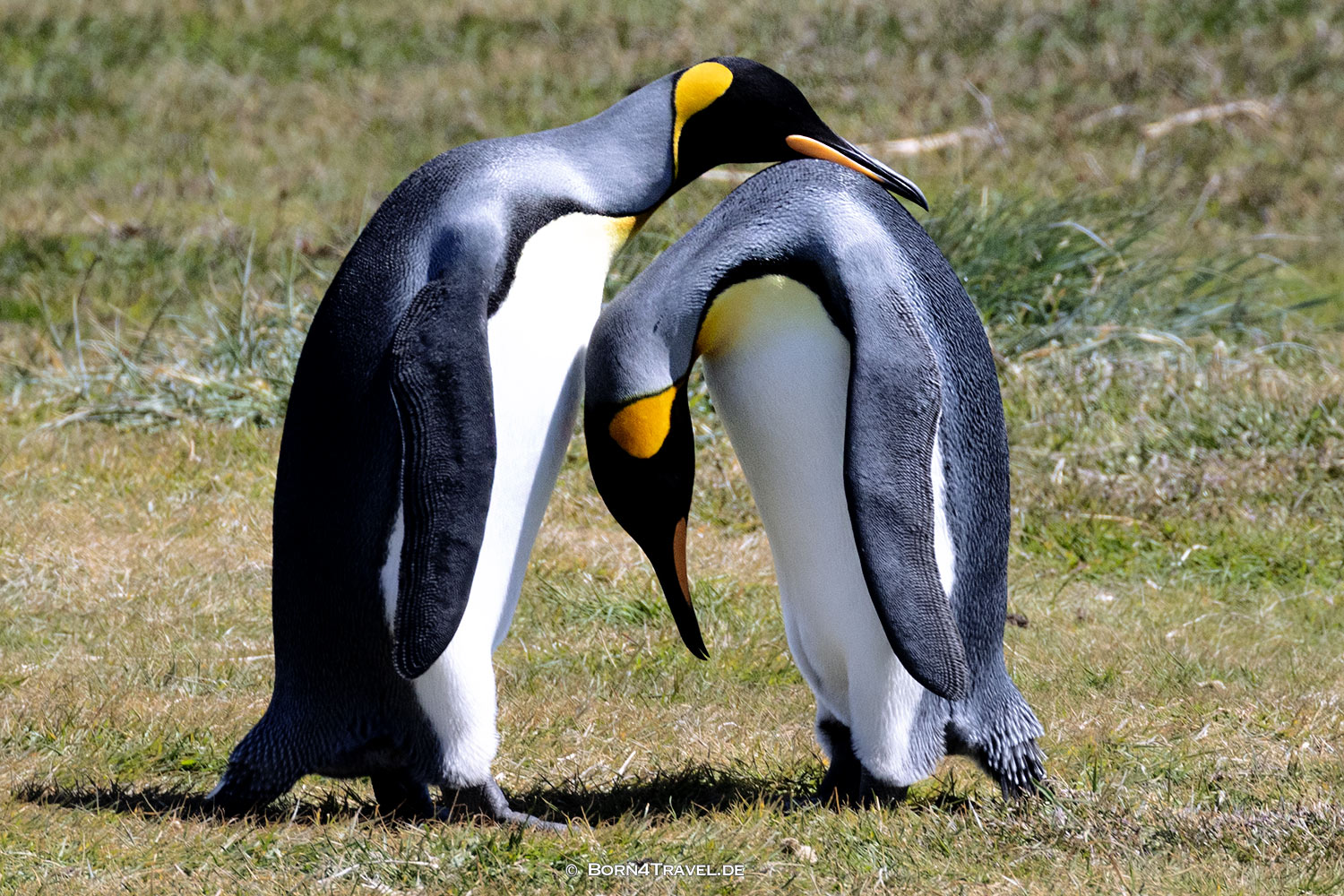 Reserva Naturale Pingüino Rey,Porvenir,Región de Magallanes y de la Antártica Chilena,born4travel.de