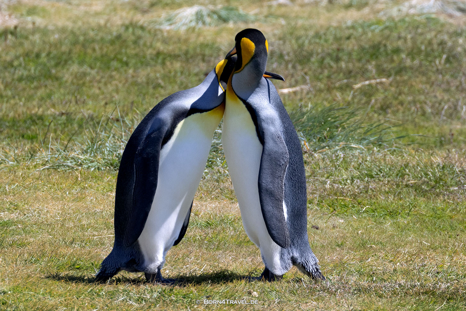 Reserva Naturale Pingüino Rey,Porvenir,Región de Magallanes y de la Antártica Chilena,born4travel.de