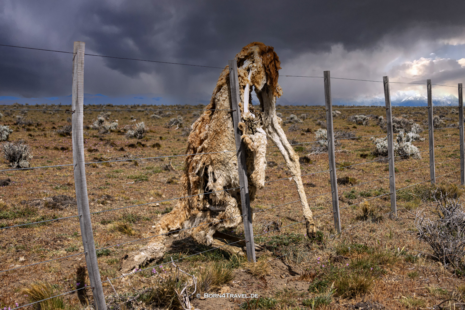 dead Guanaco,Patagonia,Argentina,born4travel.de