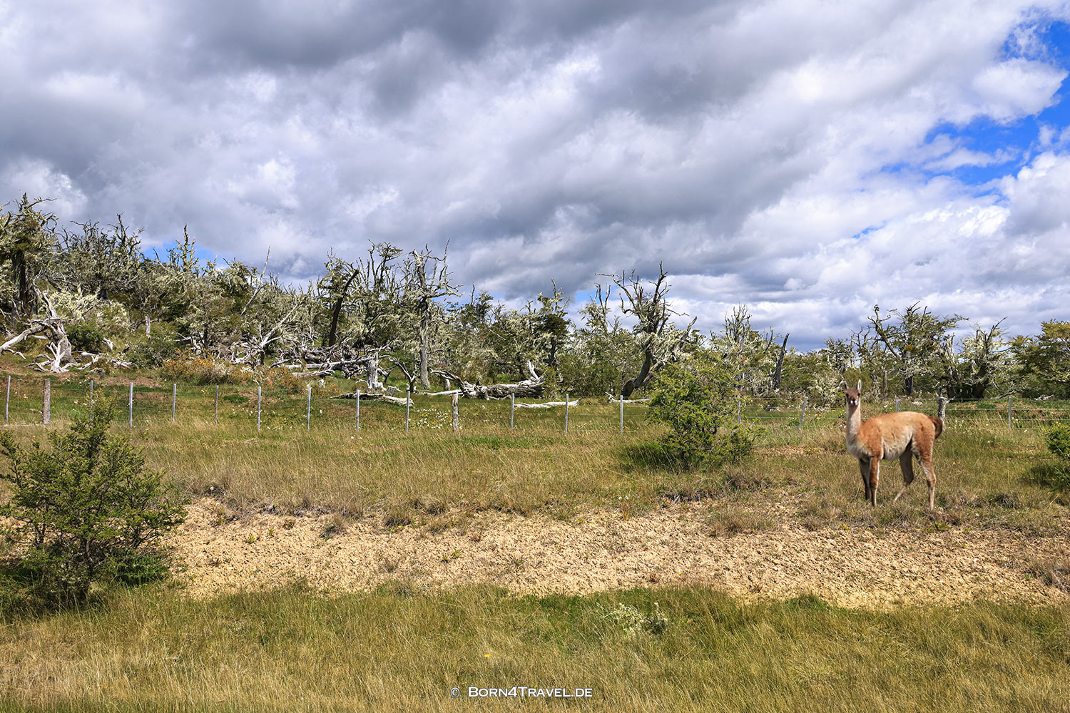 Feuerland,Argentinien,born4travel.de