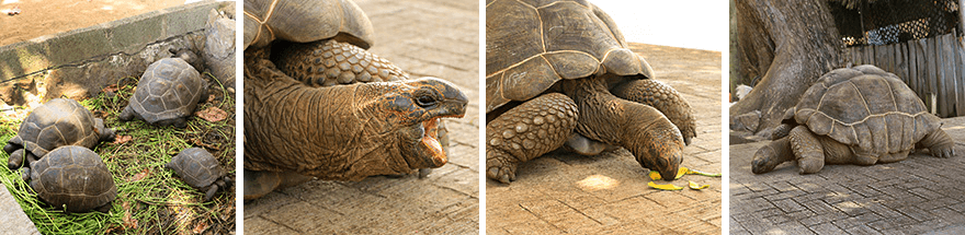 Anse Banane,La Digue,seychelles