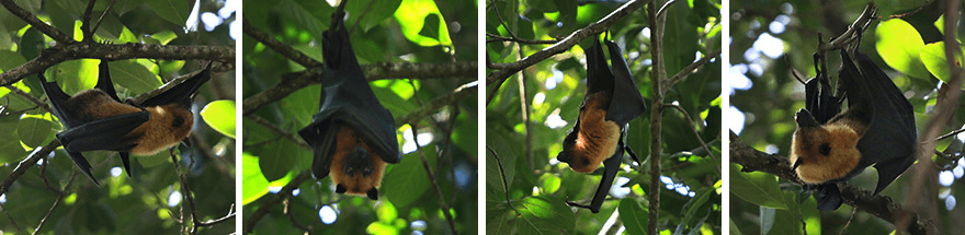 Danzil,Beau Vallon Bay,mahe, seychellen