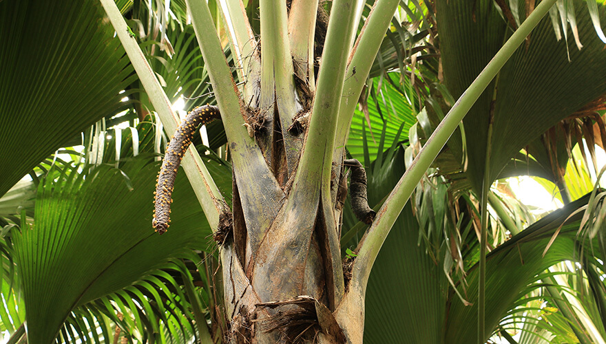 Vallée de Mai,praslin,seychelles Vallée de Mai,praslin,seychelles