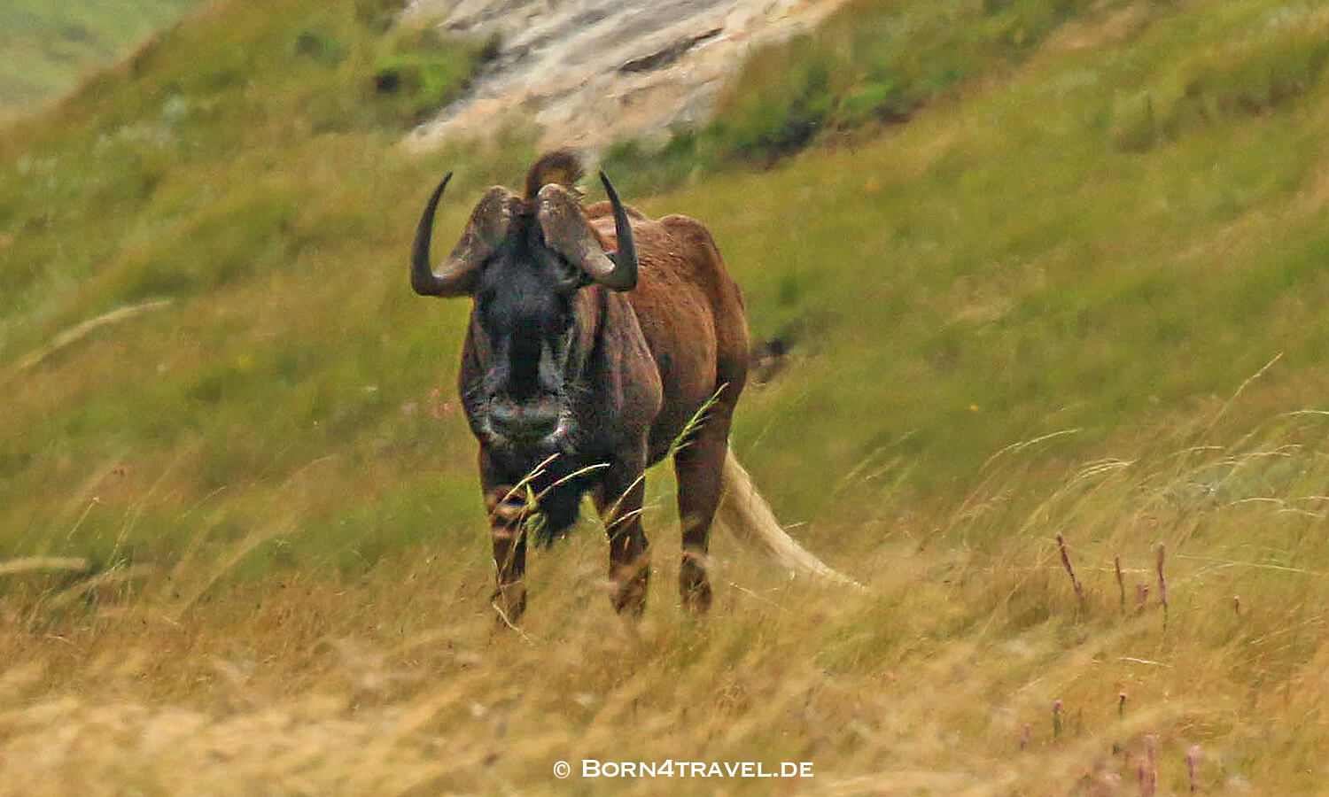 Black Wildebeest,Weißschwanzgnu,Blesbock Loop,Golden Gate Highlands National Park,Free State,Südafrika,born4travel.de