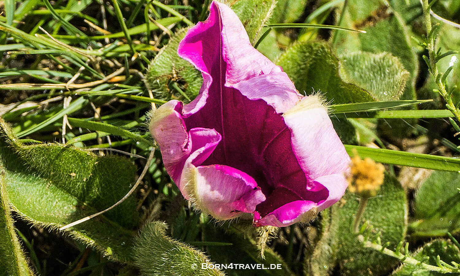 Golden Gate Highlands National Park,Free State,Südafrika,born4travel.de