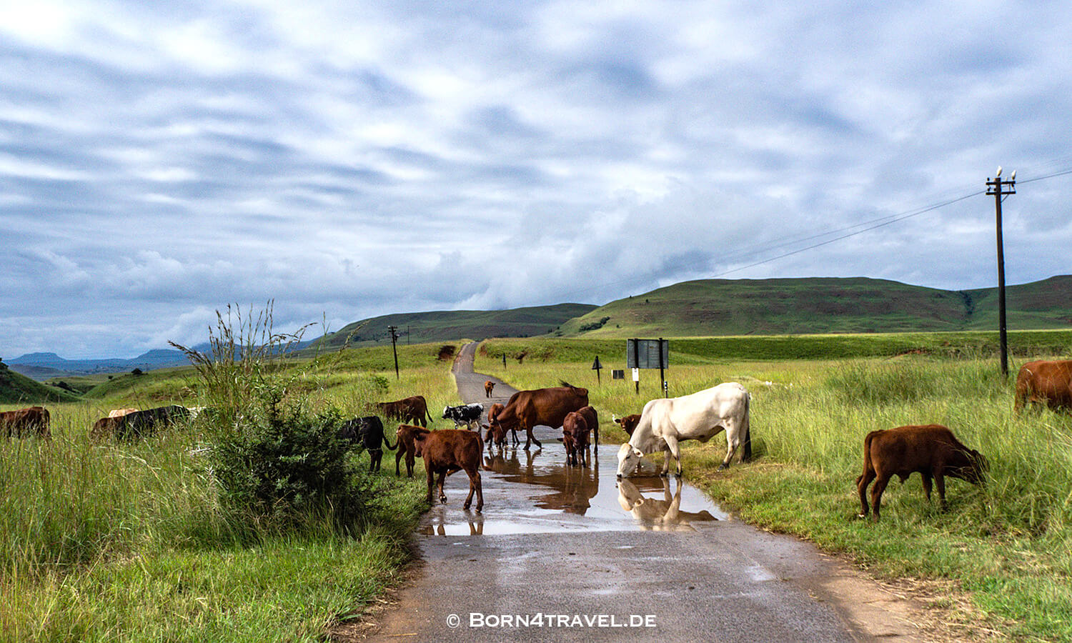 Kühe auf der Straße,Montusi,Bergville,KwaZulu Natal,Südafrika,born4travel.de