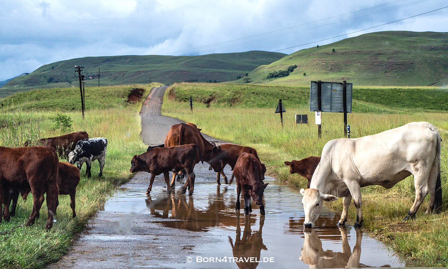 Kühe auf der Straße,Montusi,Bergville,KwaZulu Natal,Südafrika,born4travel.de