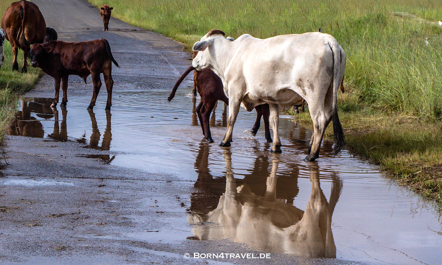 Kühe auf der Straße,Montusi,Bergville,KwaZulu Natal,Südafrika,born4travel.de