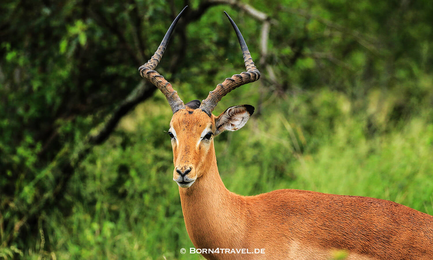 Antilope im Kruger National Park,Mpumalanga,Südafrika,born4travel.de Antilope im Kruger National Park,Mpumalanga,Südafrika,born4travel.de