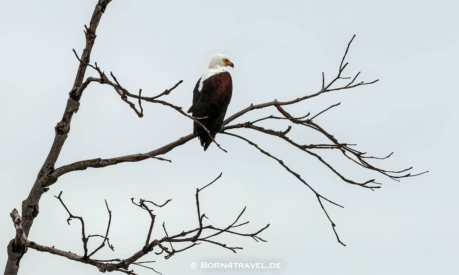 African Fish Eagle im Kruger National Park,Mpumalanga,Südafrika,born4travel.de African Fish Eagle im Kruger National Park,Mpumalanga,Südafrika,born4travel.de
