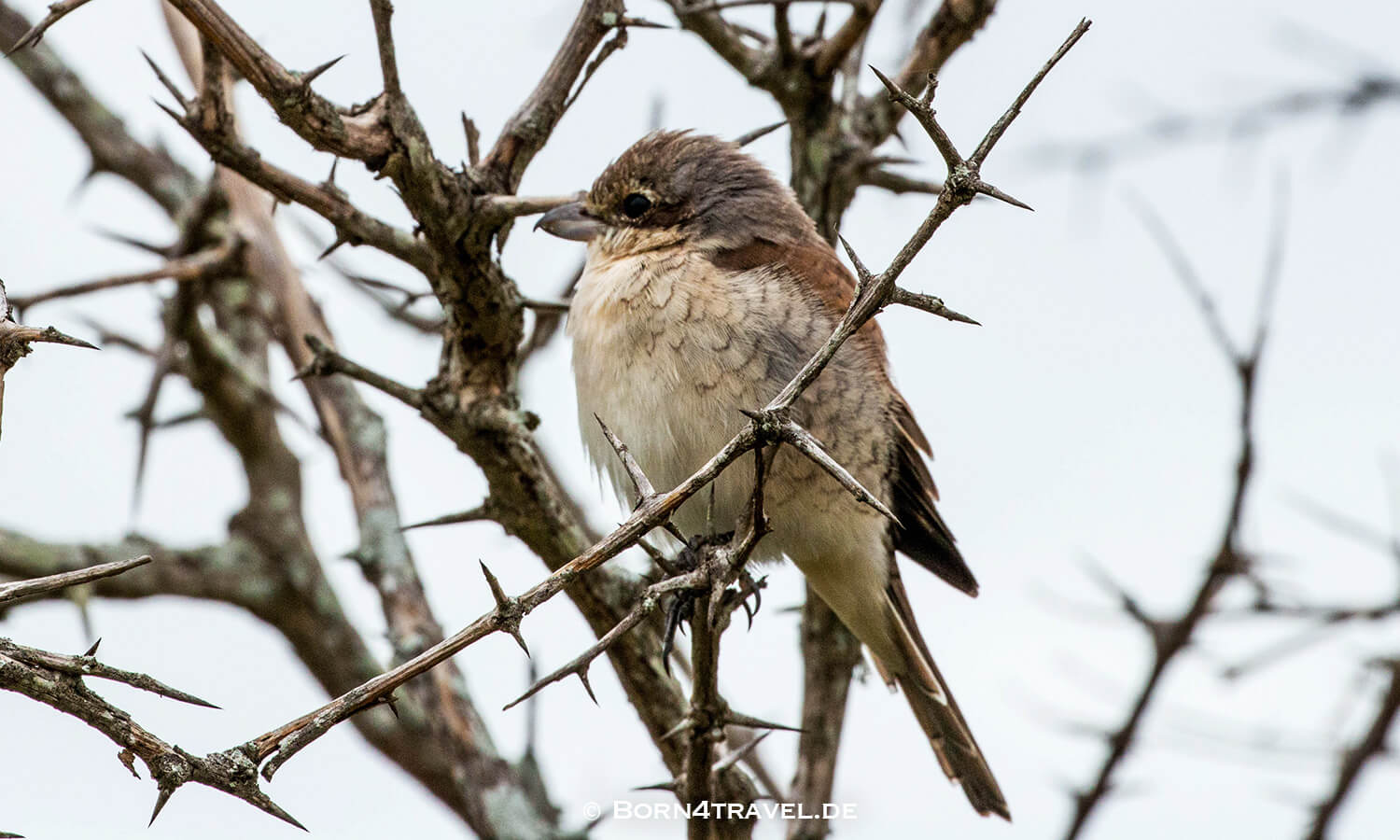 Female Red-backed Shrike (Jungvogel) im Kruger National Park,Mpumalanga,Südafrika,born4travel.de Female Red-backed Shrike (Jungvogel) im Kruger National Park,Mpumalanga,Südafrika,born4travel.de
