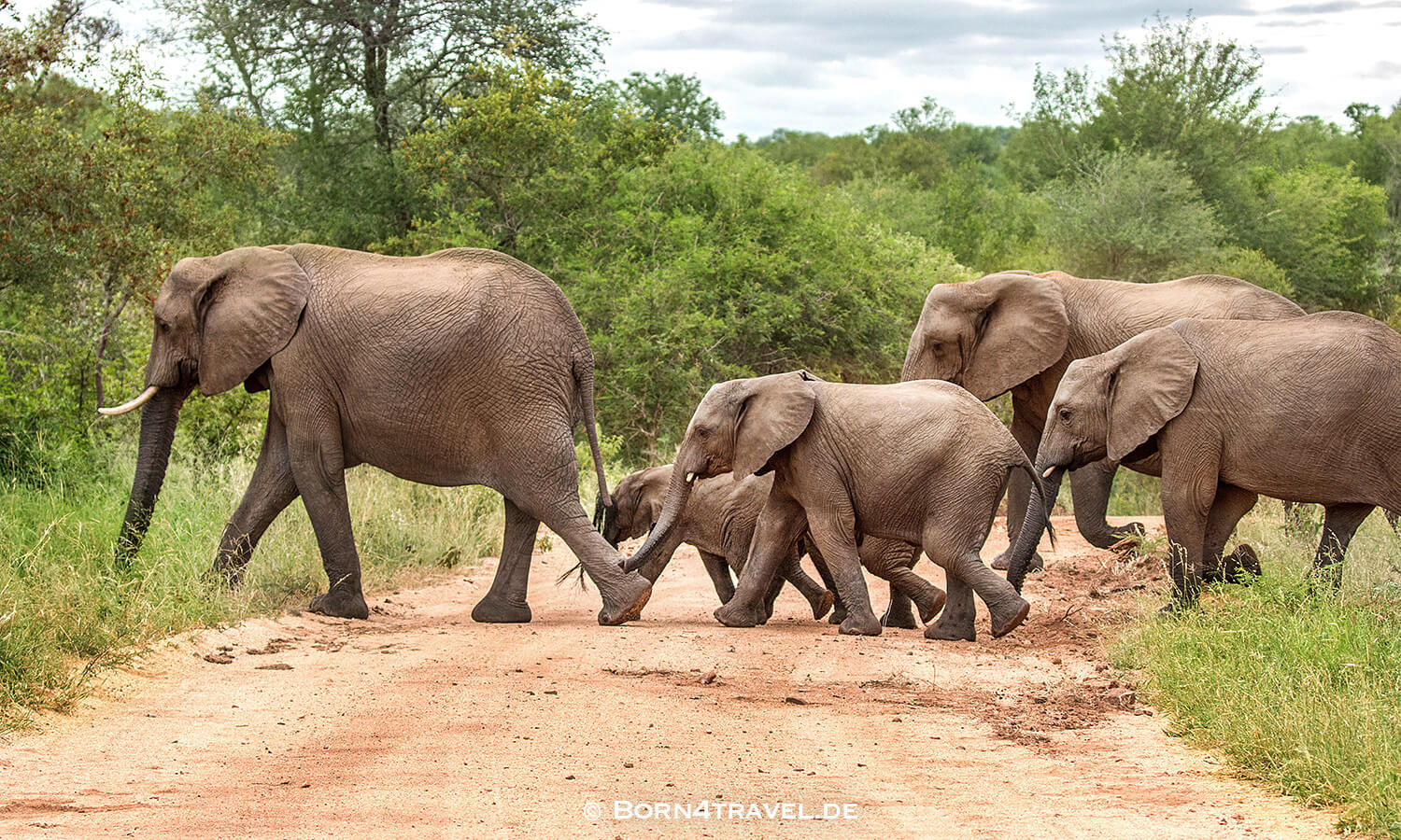 African Elephant im Kruger National Park,Mpumalanga,Südafrika,born4travel.de African Elephant im Kruger National Park,Mpumalanga,Südafrika,born4travel.de
