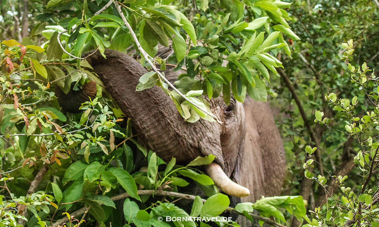 African Elephant im Kruger National Park,Mpumalanga,Südafrika,born4travel.de African Elephant im Kruger National Park,Mpumalanga,Südafrika,born4travel.de