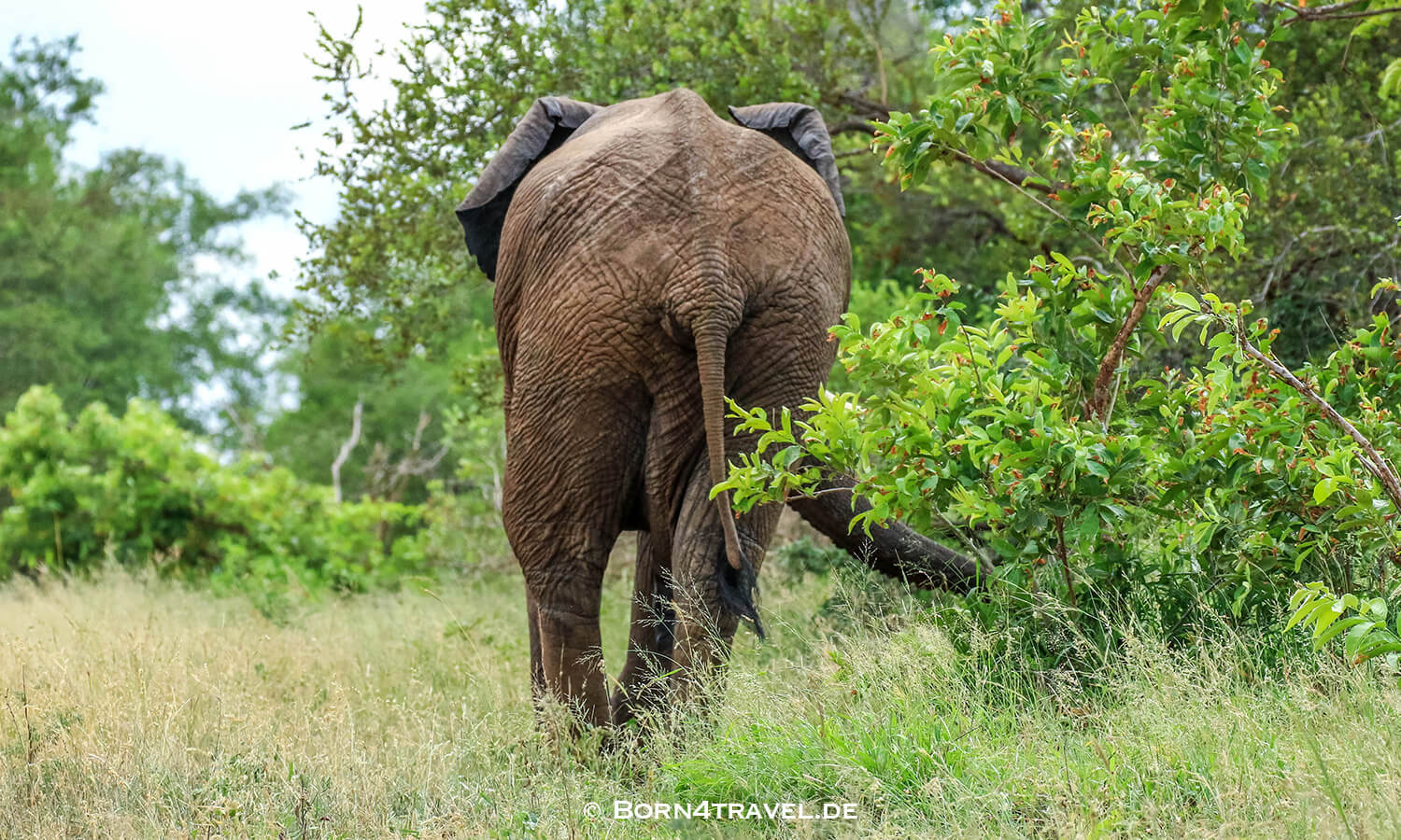 African Elephant im Kruger National Park,Mpumalanga,Südafrika,born4travel.de African Elephant im Kruger National Park,Mpumalanga,Südafrika,born4travel.de