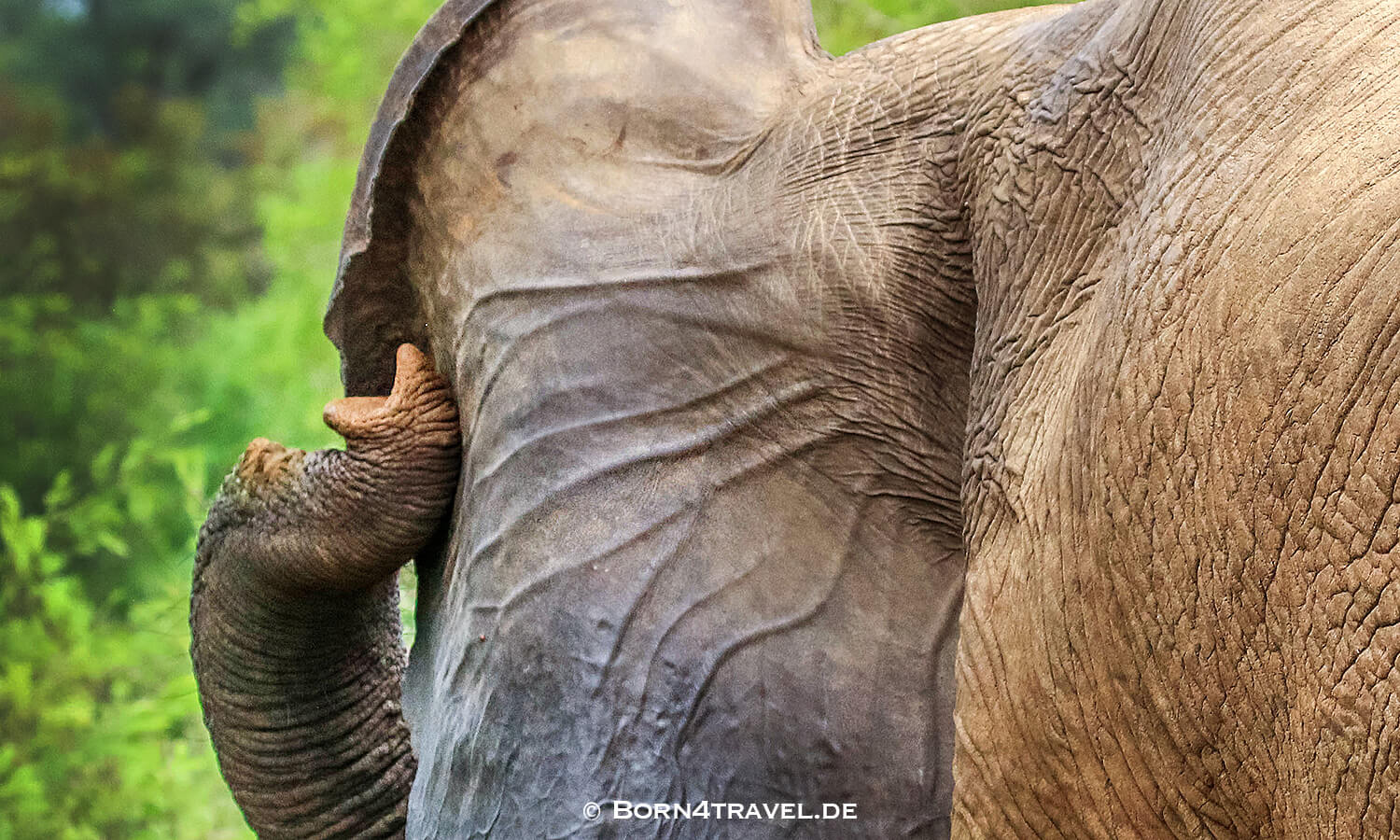 African Elephant im Kruger National Park,Mpumalanga,Südafrika,born4travel.de African Elephant im Kruger National Park,Mpumalanga,Südafrika,born4travel.de