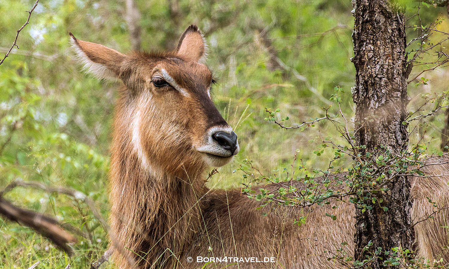 Femal Waterbuck- weiblicher Wasserbock im Kruger National Park,Mpumalanga,Südafrika,born4travel.de Femal Waterbuck- weiblicher Wasserbock im Kruger National Park,Mpumalanga,Südafrika,born4travel.de