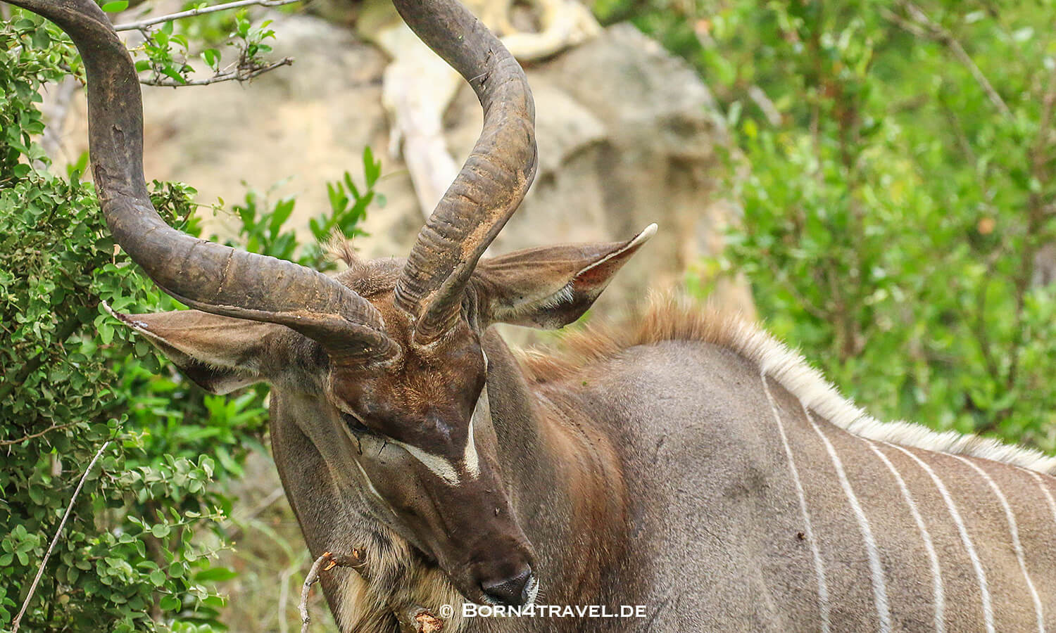 Männliches Kudu im Kruger National Park,Mpumalanga,Südafrika,born4travel.de Männliches Kudu im Kruger National Park,Mpumalanga,Südafrika,born4travel.de