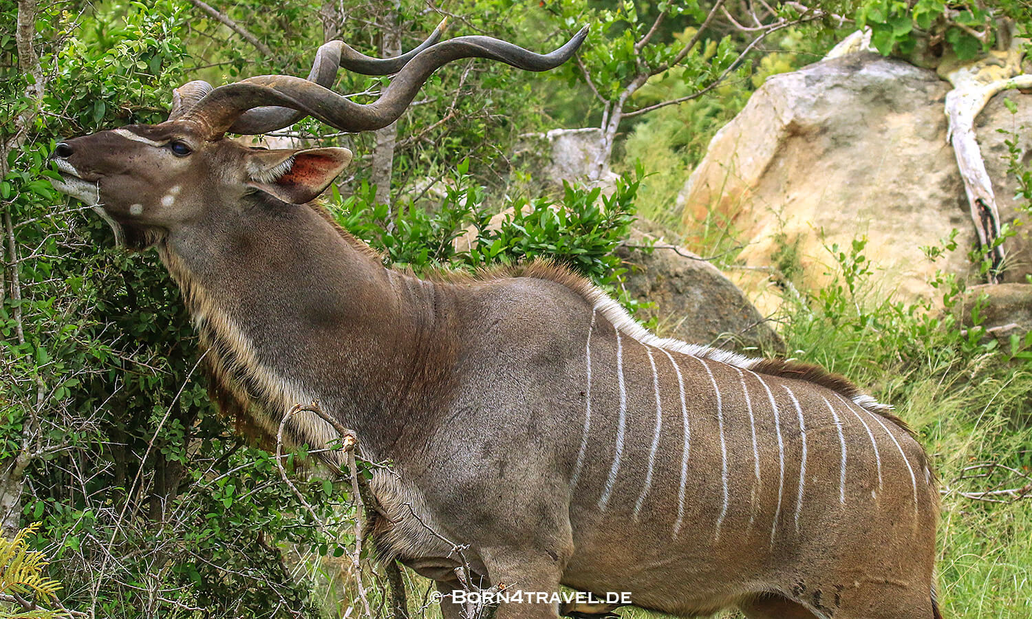 Männliches Kudu im Kruger National Park,Mpumalanga,Südafrika,born4travel.de Männliches Kudu im Kruger National Park,Mpumalanga,Südafrika,born4travel.de