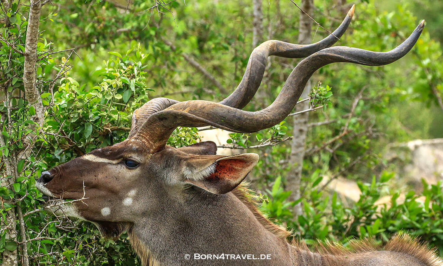 Männliches Kudu im Kruger National Park,Mpumalanga,Südafrika,born4travel.de Männliches Kudu im Kruger National Park,Mpumalanga,Südafrika,born4travel.de