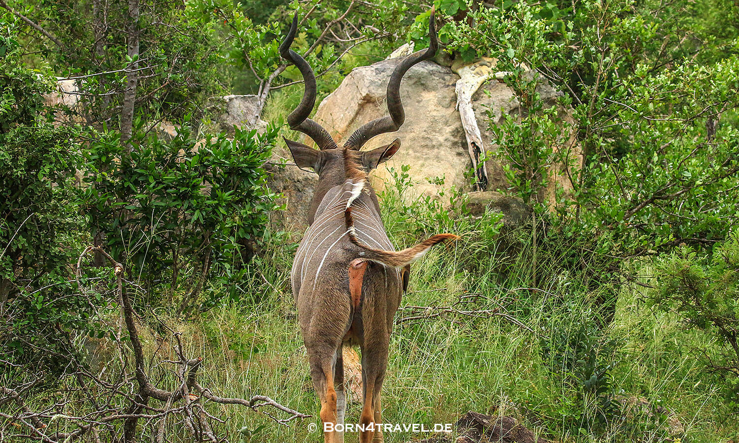 Männliches Kudu im Kruger National Park,Mpumalanga,Südafrika,born4travel.de Männliches Kudu im Kruger National Park,Mpumalanga,Südafrika,born4travel.de