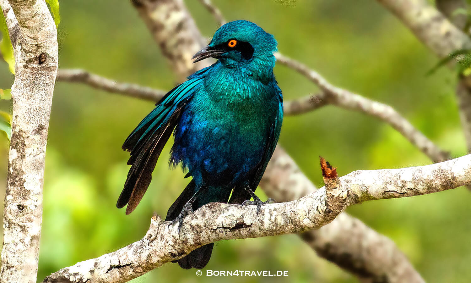 Cape Glossy Starling - Rotschulter-Glanzstar - Lamprotornis nitens- im Kruger National Park,Mpumalanga,Südafrika,born4travel.de Cape Glossy Starling - Rotschulter-Glanzstar - Lamprotornis nitens im Kruger National Park,Mpumalanga,Südafrika,born4travel.de