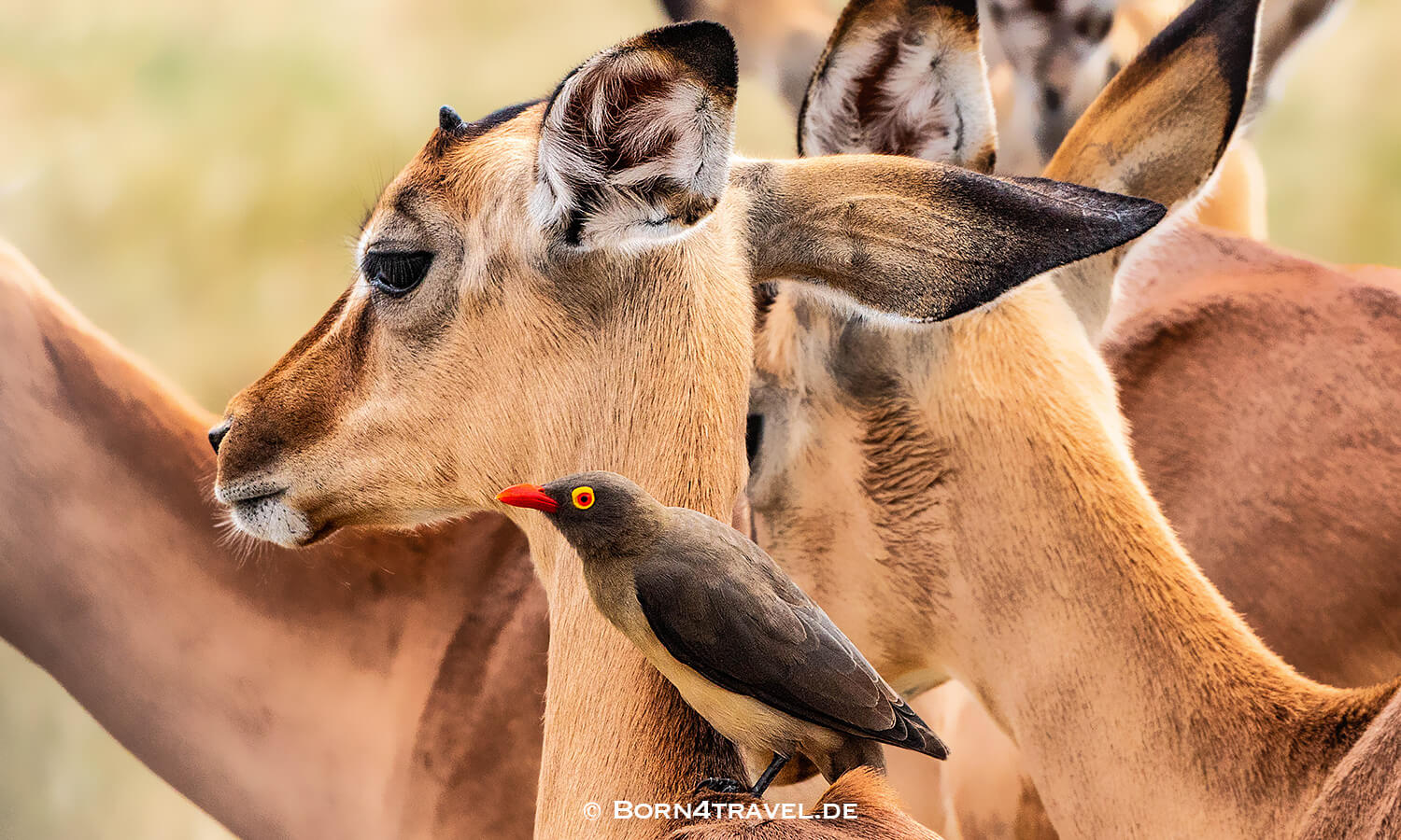 Red-billed Oxpicker mit einer Antilope im Geschäft im Kruger National Park,Mpumalanga,Südafrika,born4travel.de Red-billed Oxpicker mit einer Antilope im Geschäft im Kruger National Park,Mpumalanga,Südafrika,born4travel.de