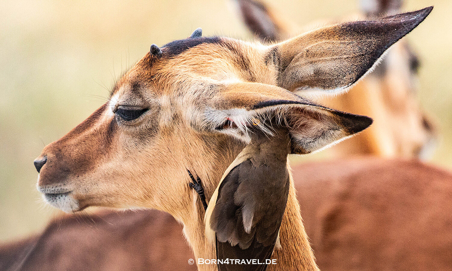Red-billed Oxpicker mit einer Antilope im Geschäft im Kruger National Park,Mpumalanga,Südafrika,born4travel.de Red-billed Oxpicker mit einer Antilope im Geschäft im Kruger National Park,Mpumalanga,Südafrika,born4travel.de