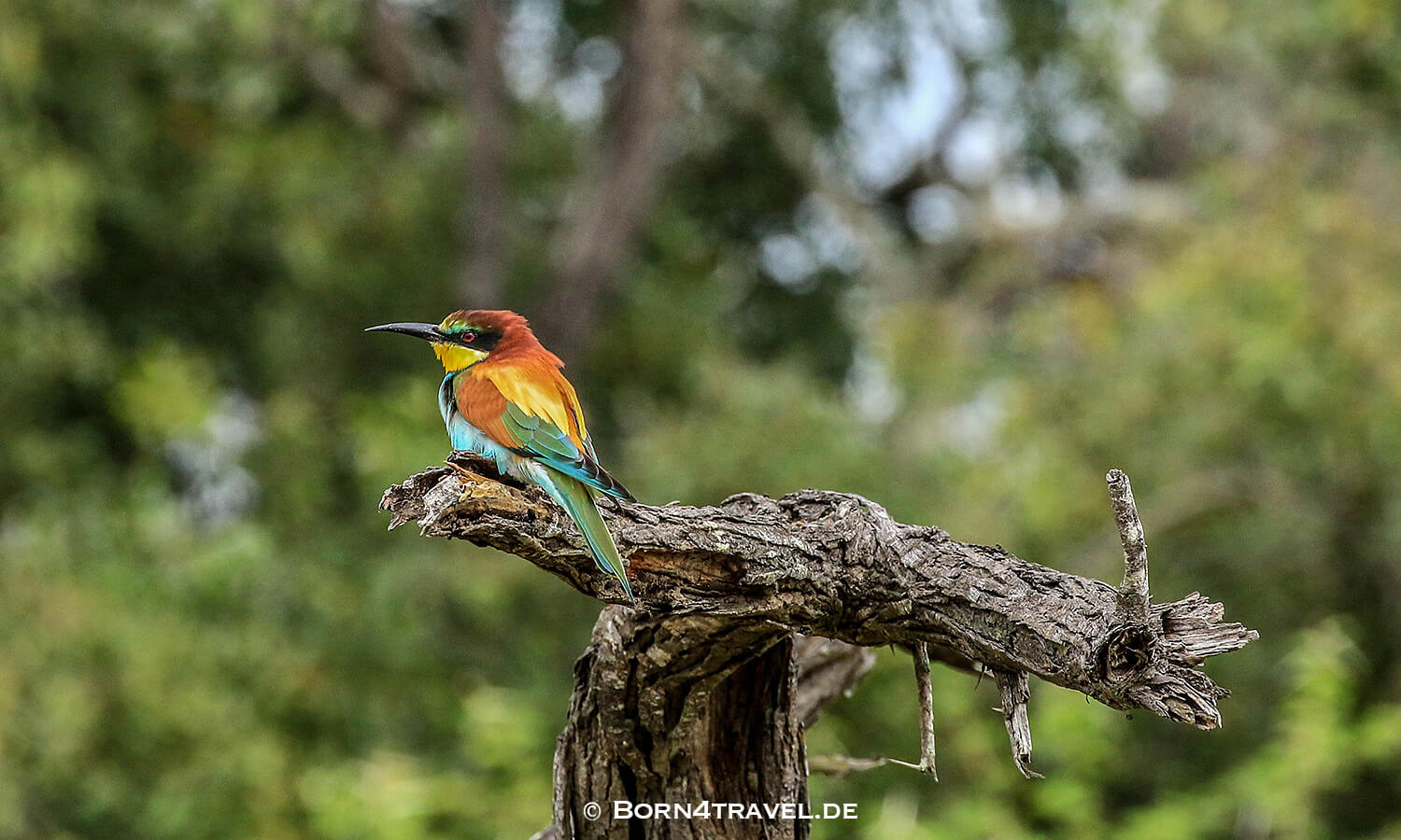 European Bee-Eaterim Kruger National Park,Mpumalanga,Südafrika,born4travel.de European Bee-Eater im Kruger National Park,Mpumalanga,Südafrika,born4travel.de