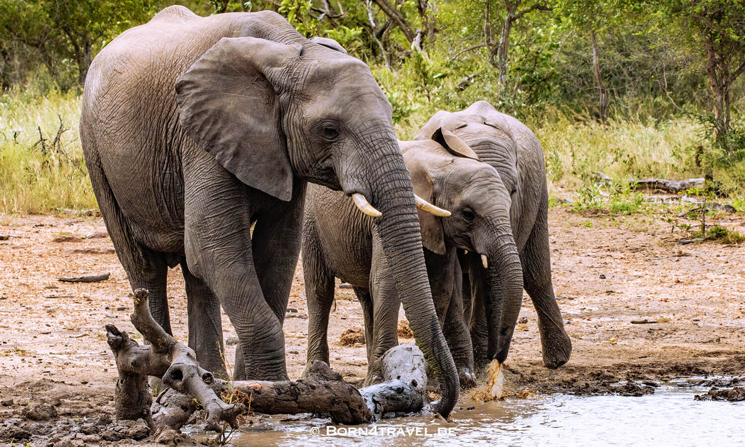 African Elephant im Kruger National Park,Mpumalanga,Südafrika,born4travel.de African Elephant im Kruger National Park,Mpumalanga,Südafrika,born4travel.de