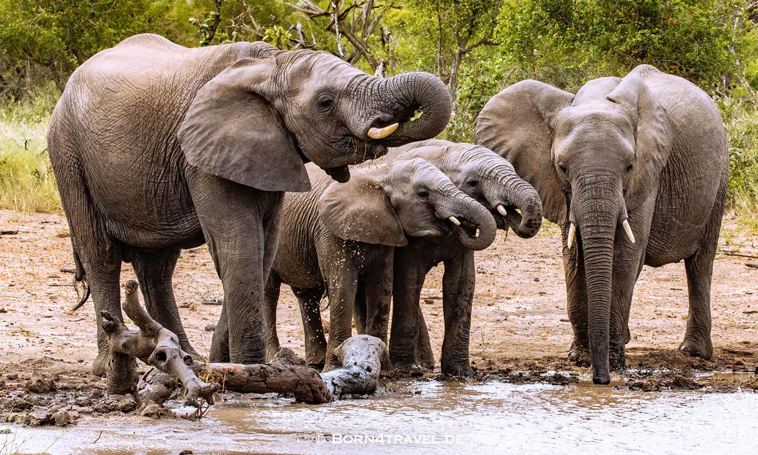 African Elephant im Kruger National Park,Mpumalanga,Südafrika,born4travel.de African Elephant im Kruger National Park,Mpumalanga,Südafrika,born4travel.de