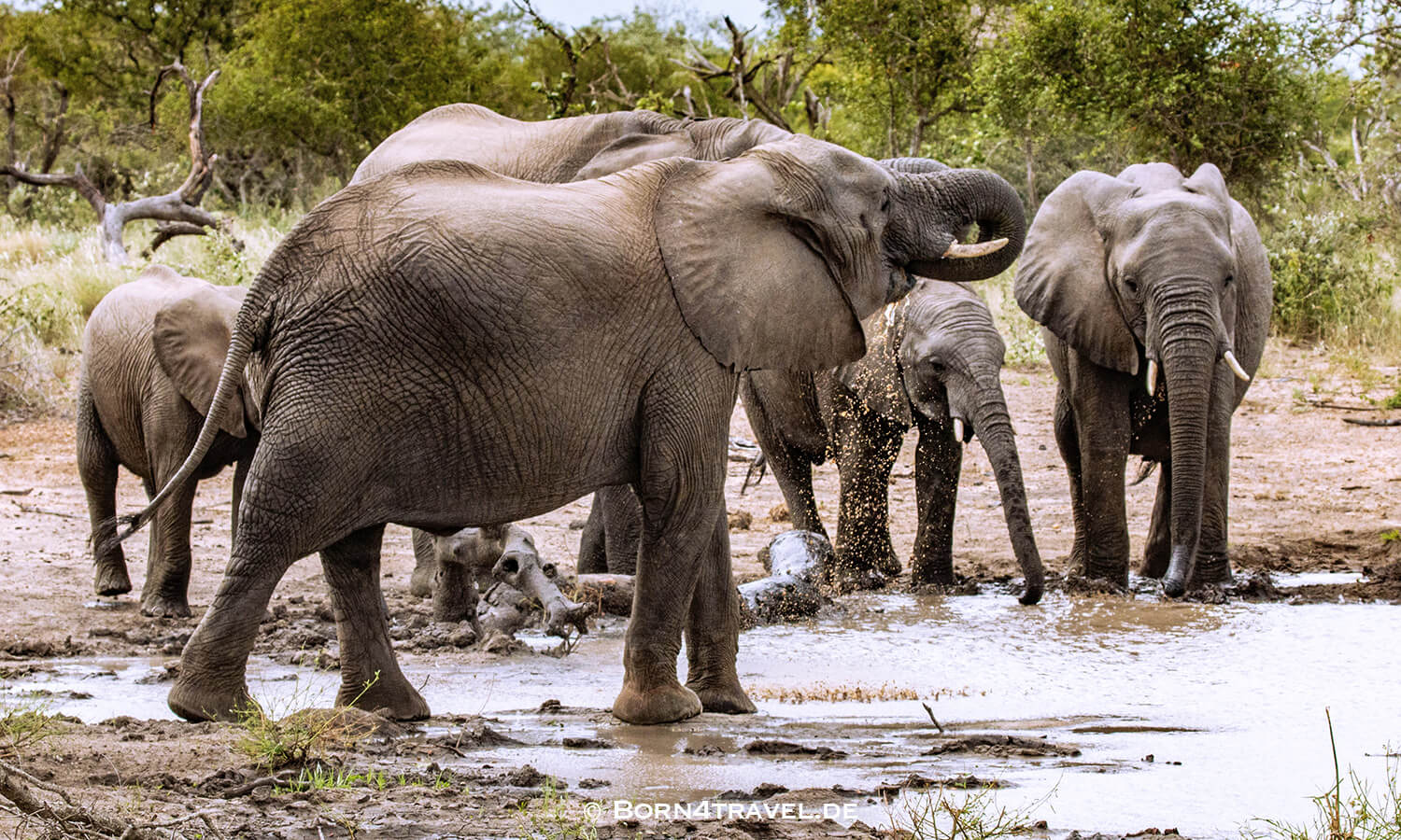 African Elephant im Kruger National Park,Mpumalanga,Südafrika,born4travel.de African Elephant im Kruger National Park,Mpumalanga,Südafrika,born4travel.de