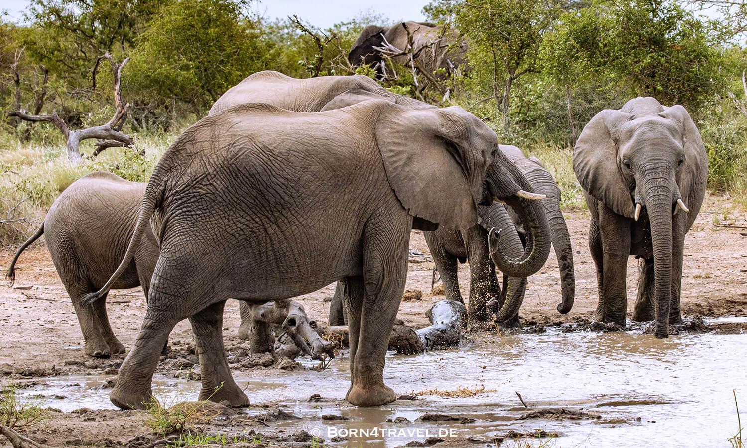 African Elephant im Kruger National Park,Mpumalanga,Südafrika,born4travel.de African Elephant im Kruger National Park,Mpumalanga,Südafrika,born4travel.de