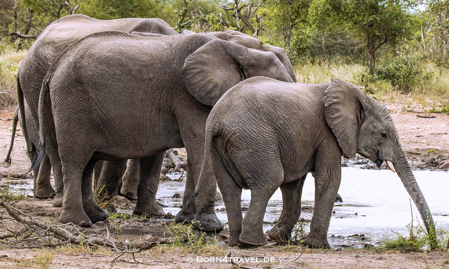 African Elephant im Kruger National Park,Mpumalanga,Südafrika,born4travel.de African Elephant im Kruger National Park,Mpumalanga,Südafrika,born4travel.de