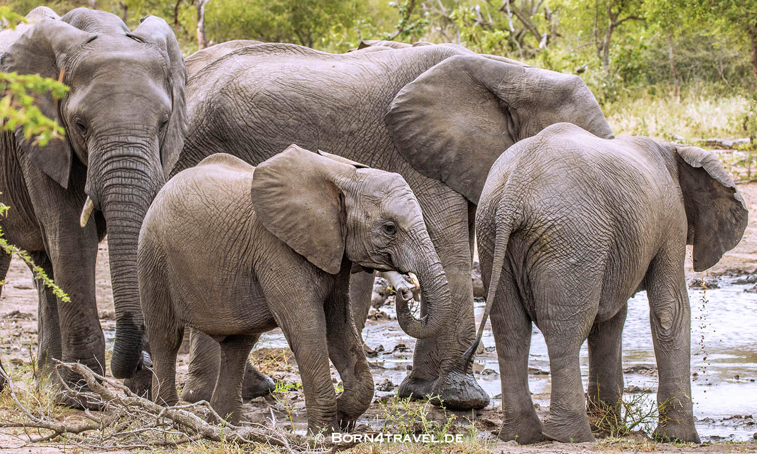 African Elephant im Kruger National Park,Mpumalanga,Südafrika,born4travel.de African Elephant im Kruger National Park,Mpumalanga,Südafrika,born4travel.de