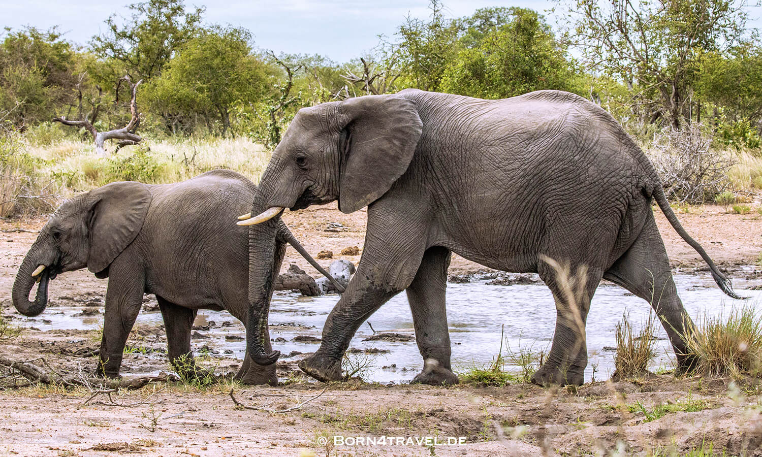 African Elephant im Kruger National Park,Mpumalanga,Südafrika,born4travel.de African Elephant im Kruger National Park,Mpumalanga,Südafrika,born4travel.de
