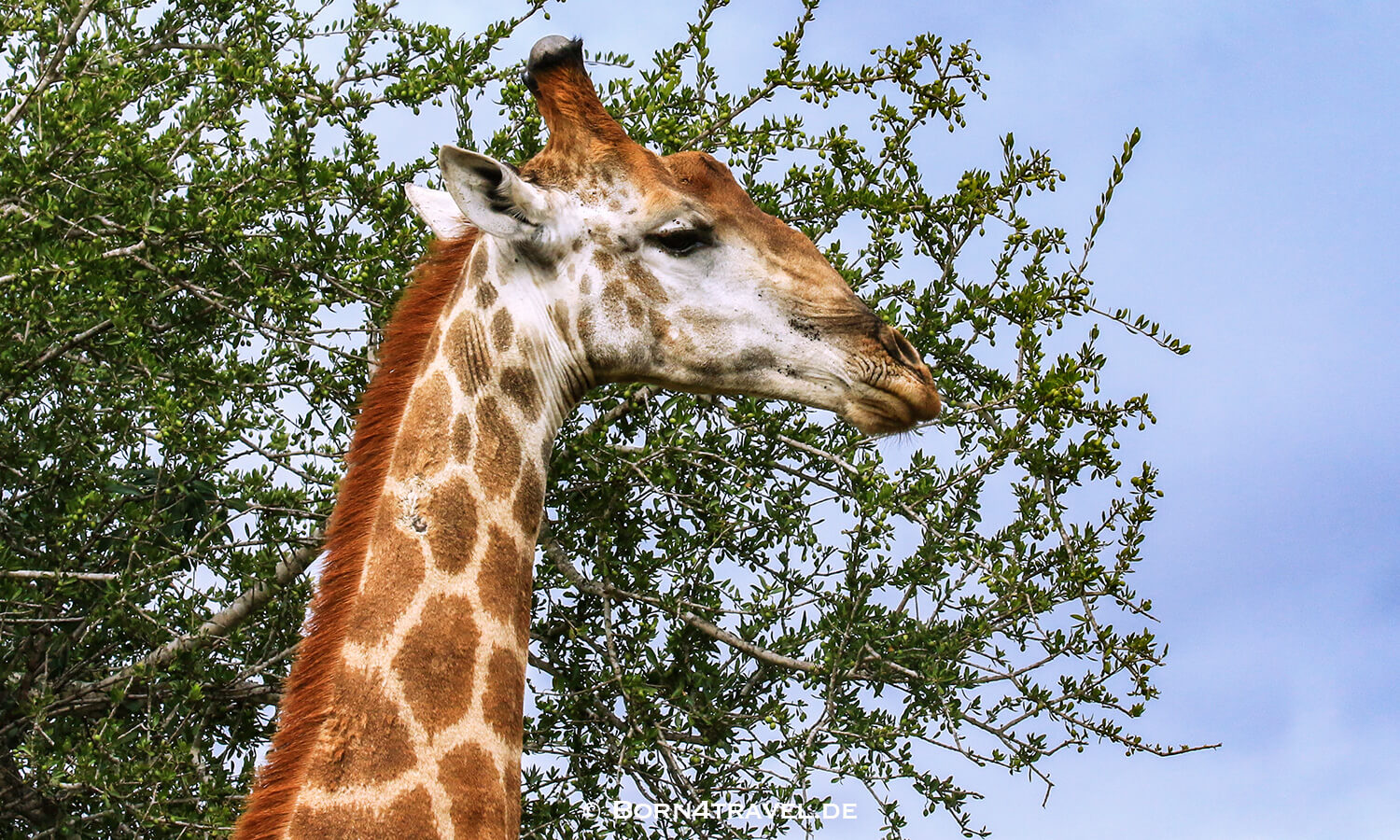 sunset im Kruger National Park,Mpumalanga,Südafrika,born4travel.de sunset im Kruger National Park,Mpumalanga,Südafrika,born4travel.de