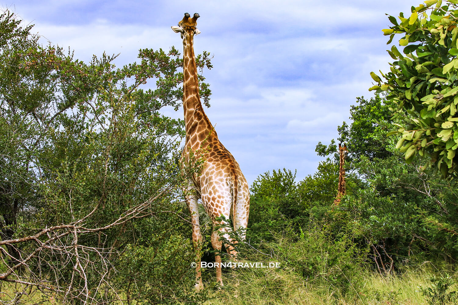 sunset im Kruger National Park,Mpumalanga,Südafrika,born4travel.de sunset im Kruger National Park,Mpumalanga,Südafrika,born4travel.de